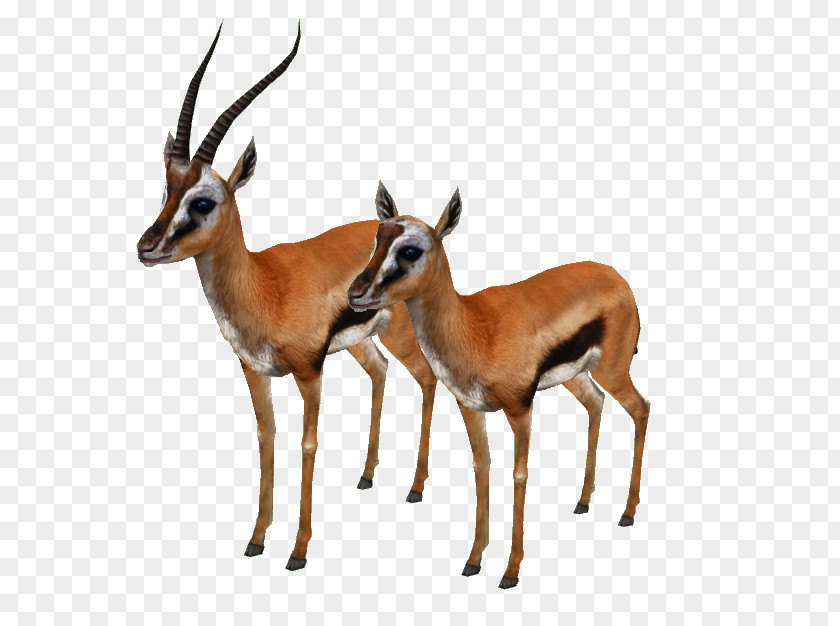 Deer Impala Springbok Musk Deers Gazelle PNG