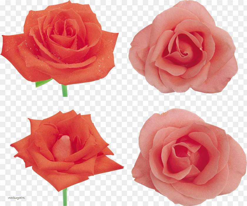 Gold Dipped Roses Garden Cabbage Rose China Floribunda Petal PNG