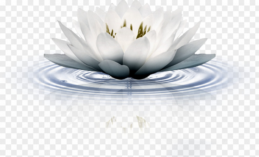 Nymphaea 水墨 Sacred Lotus Adobe Photoshop PNG