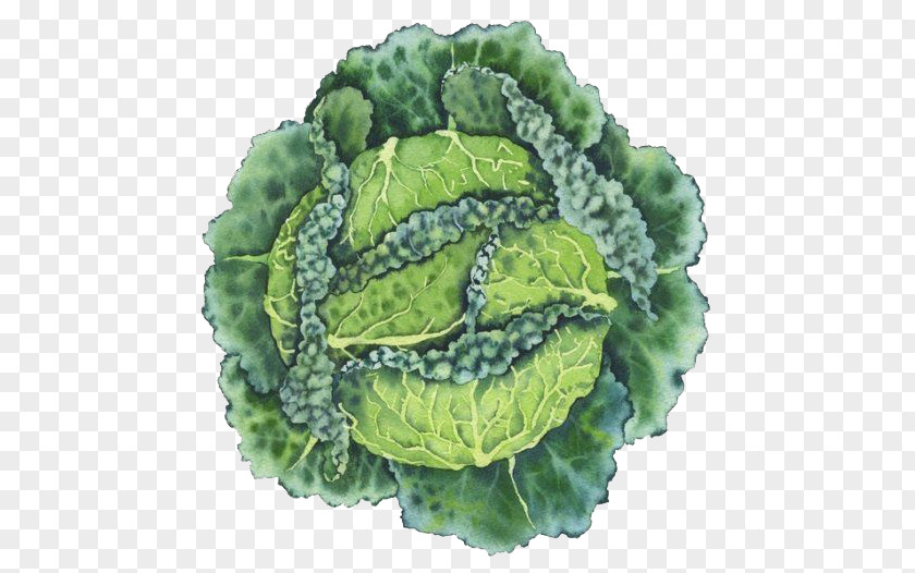 Watercolor Cabbage Painting Savoy PNG