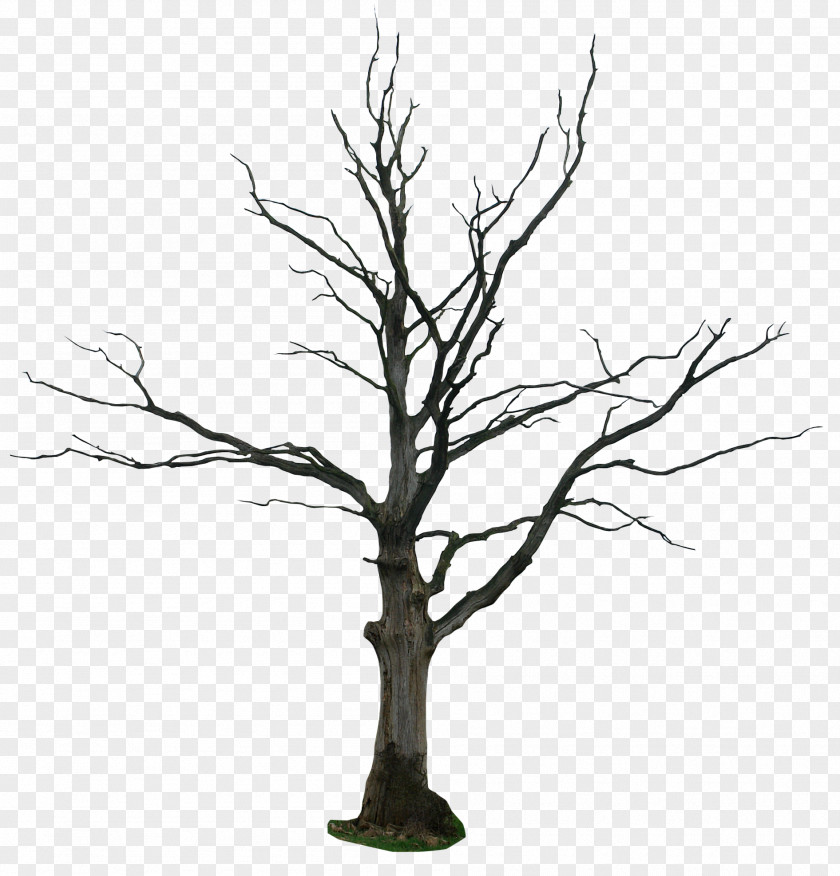 Watercolor Tree Drawing Snag Clip Art PNG