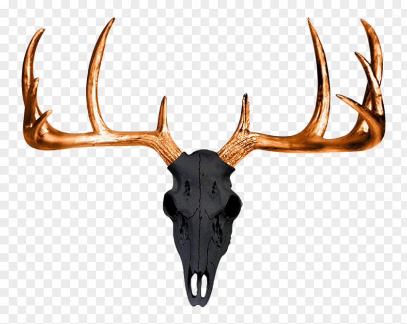 Antlers White-tailed Deer Antler Wall Decal Skull PNG