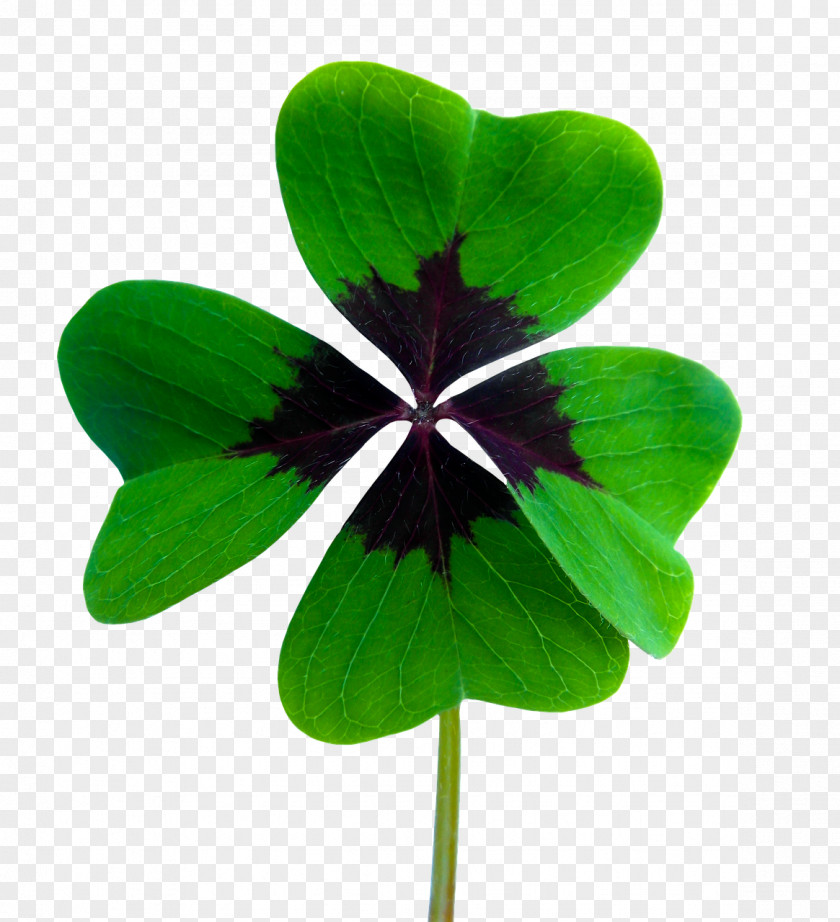 Clover Four-leaf Luck PNG