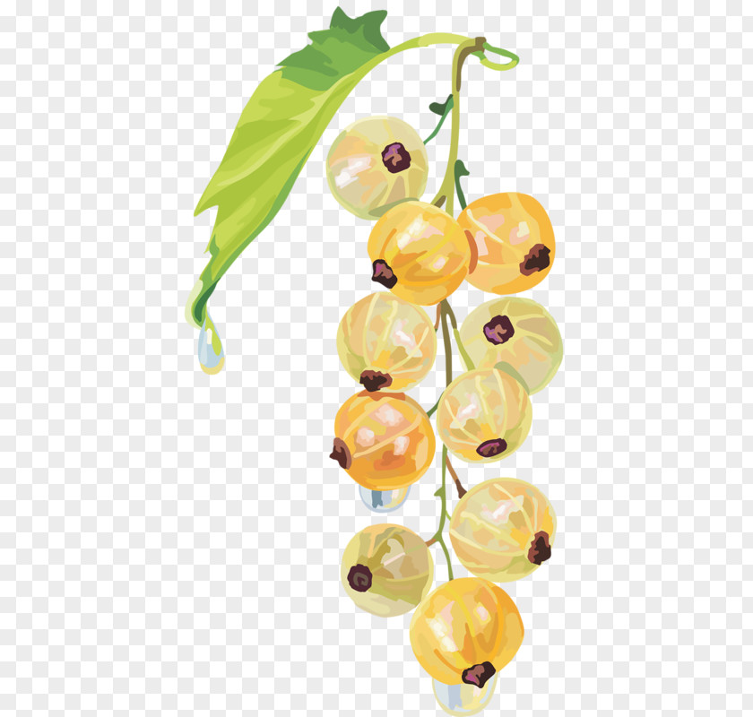 Fruit Redcurrant White Currant Blackcurrant Peruvian Groundcherry PNG