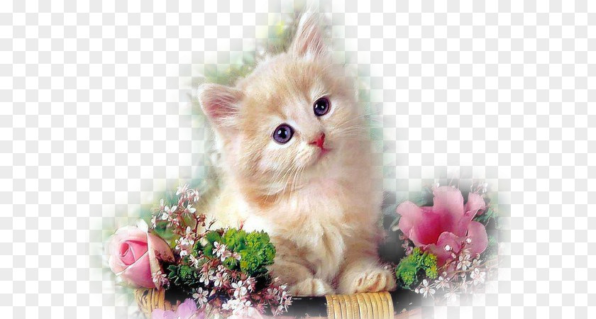 Kitten Persian Cat Dog Puppy Flower PNG