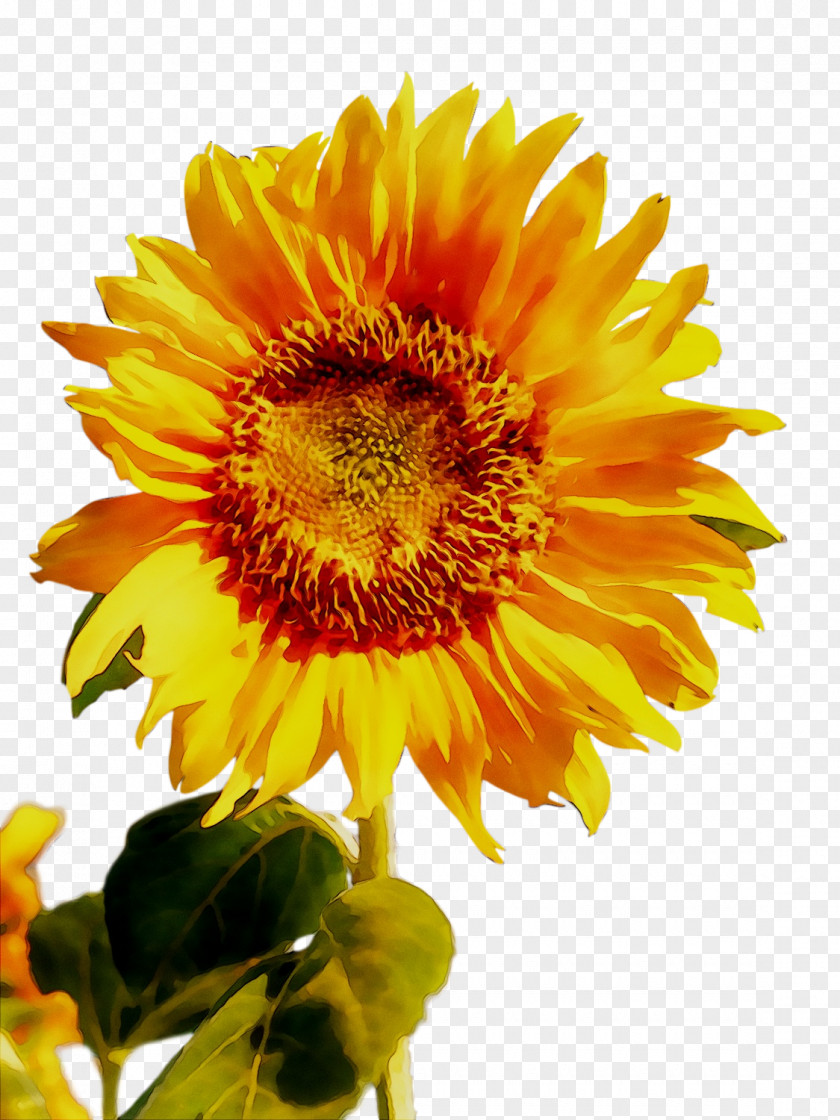 Blanket Flowers Sunflower PNG