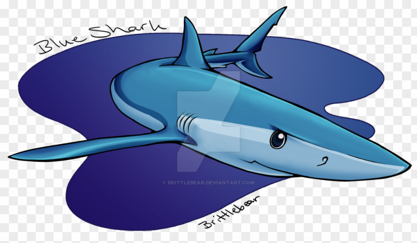 Blue Bear Shark Cobalt Marine Biology Dolphin PNG