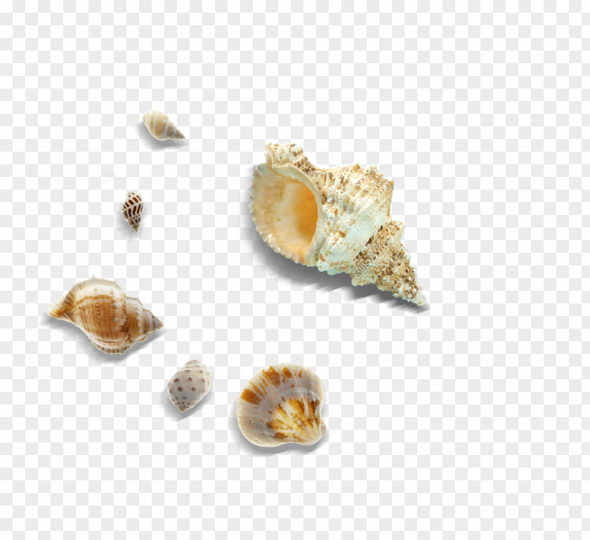 Conch Cockle Seashell Sea Snail PNG