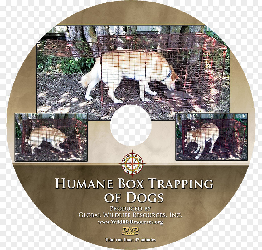 Dog Training Animal DVD .com PNG