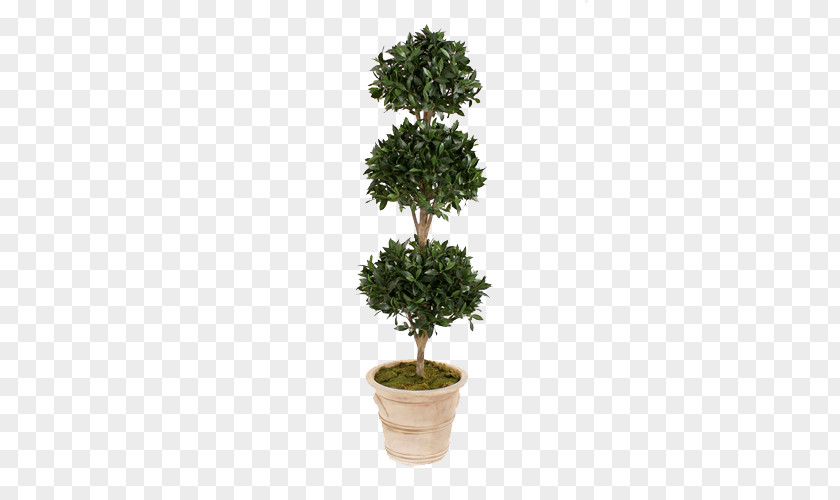 Green Plants Potted Evergreen Tree PNG