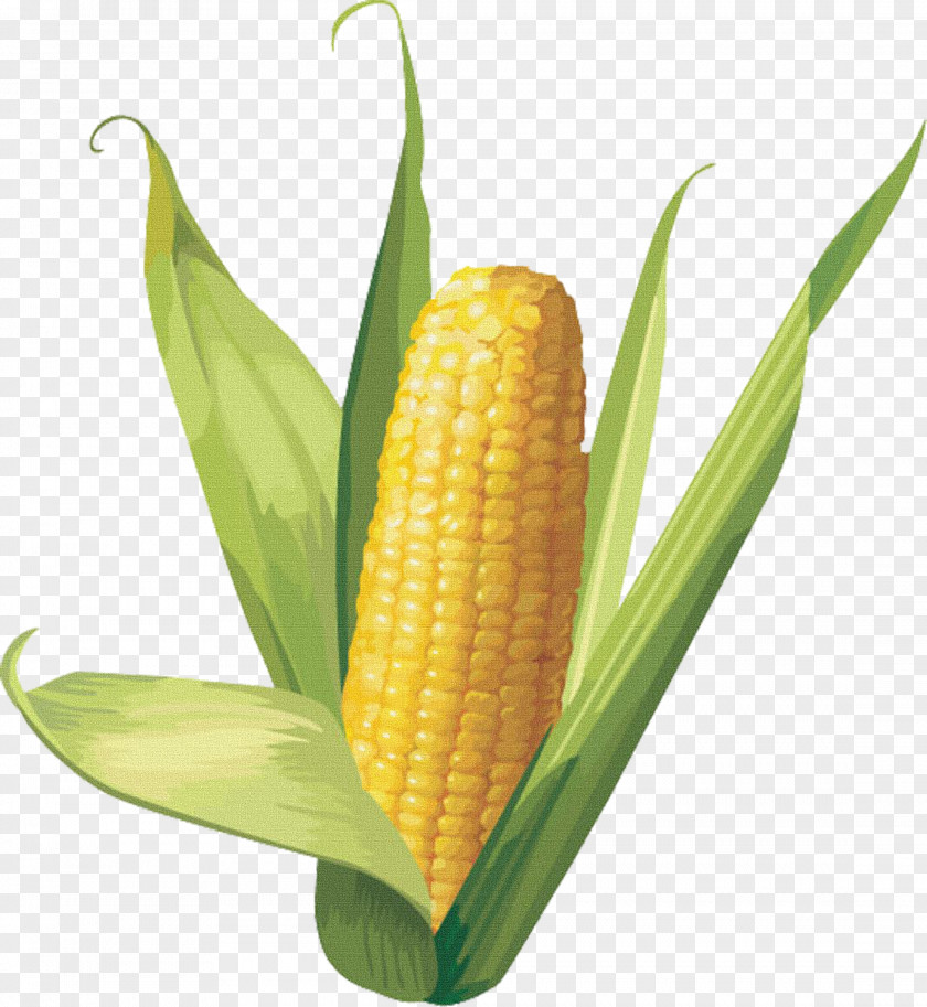 Hand-painted Corn On The Cob Maize Sweet Clip Art PNG