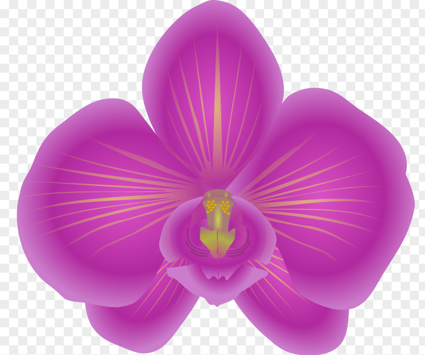 Orchid Cliparts Orchids Free Content Clip Art PNG