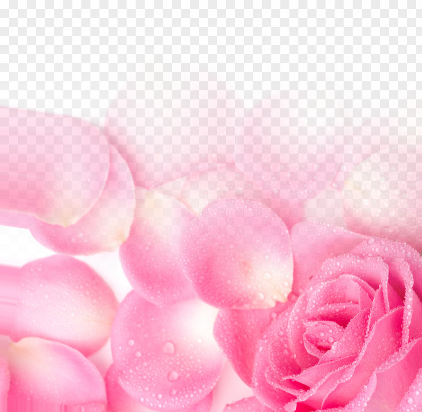Pink Rose Petal Poster Background Network Valentine's Day Garden Roses Wallpaper PNG