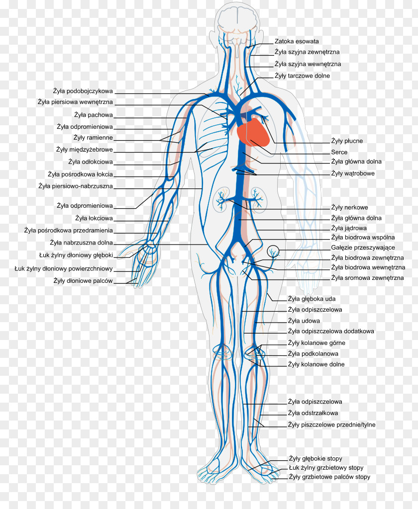 Vein Human Body Circulatory System Artery Anatomy PNG body system Anatomy, cerebral thrombosis clipart PNG