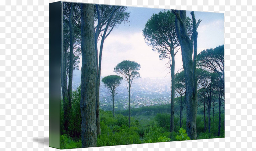 Africa Tree Imagekind Biome Art Painting PNG