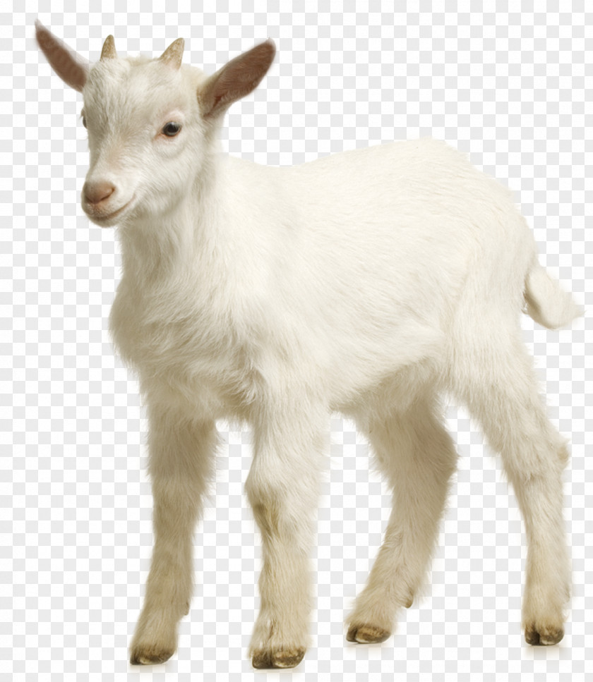 Goat Farm Sheep Download PNG