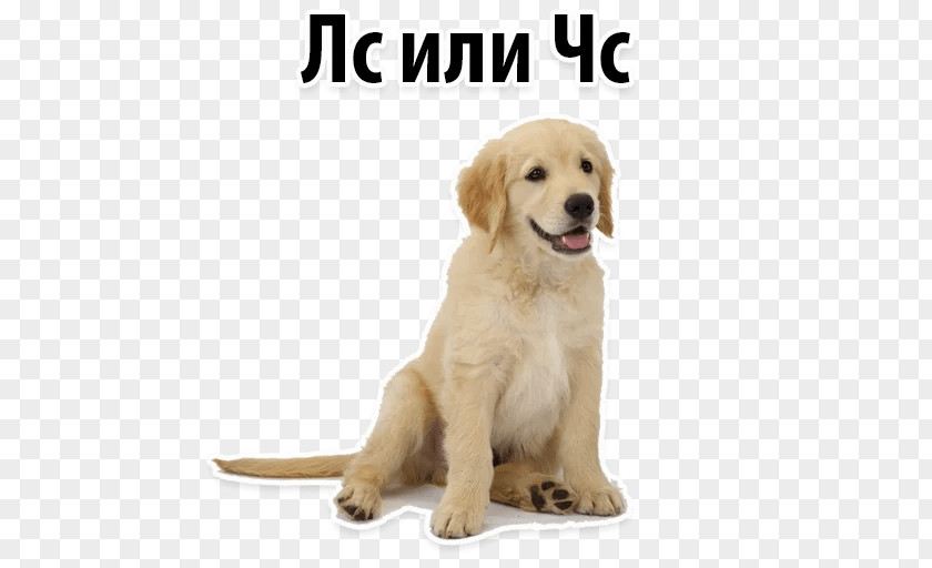 Golden Retriever German Shepherd Puppy Labrador Pug PNG