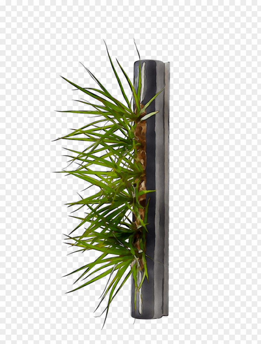 Tree PNG