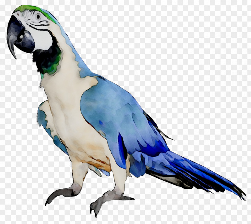 Budgerigar Parrot Macaw Lovebird Kleurplaat PNG