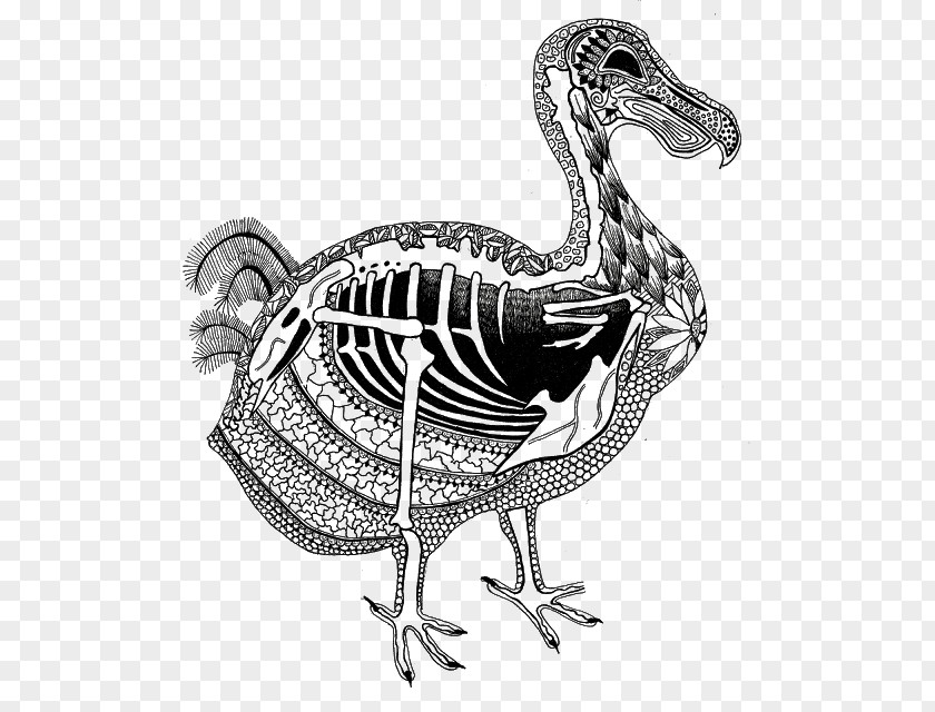 Chicken Duck Flightless Bird Dodo PNG