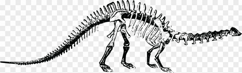 Dinosaur Vector Brontosaurus Tyrannosaurus Stegosaurus Diplodocus Plesiosauria PNG