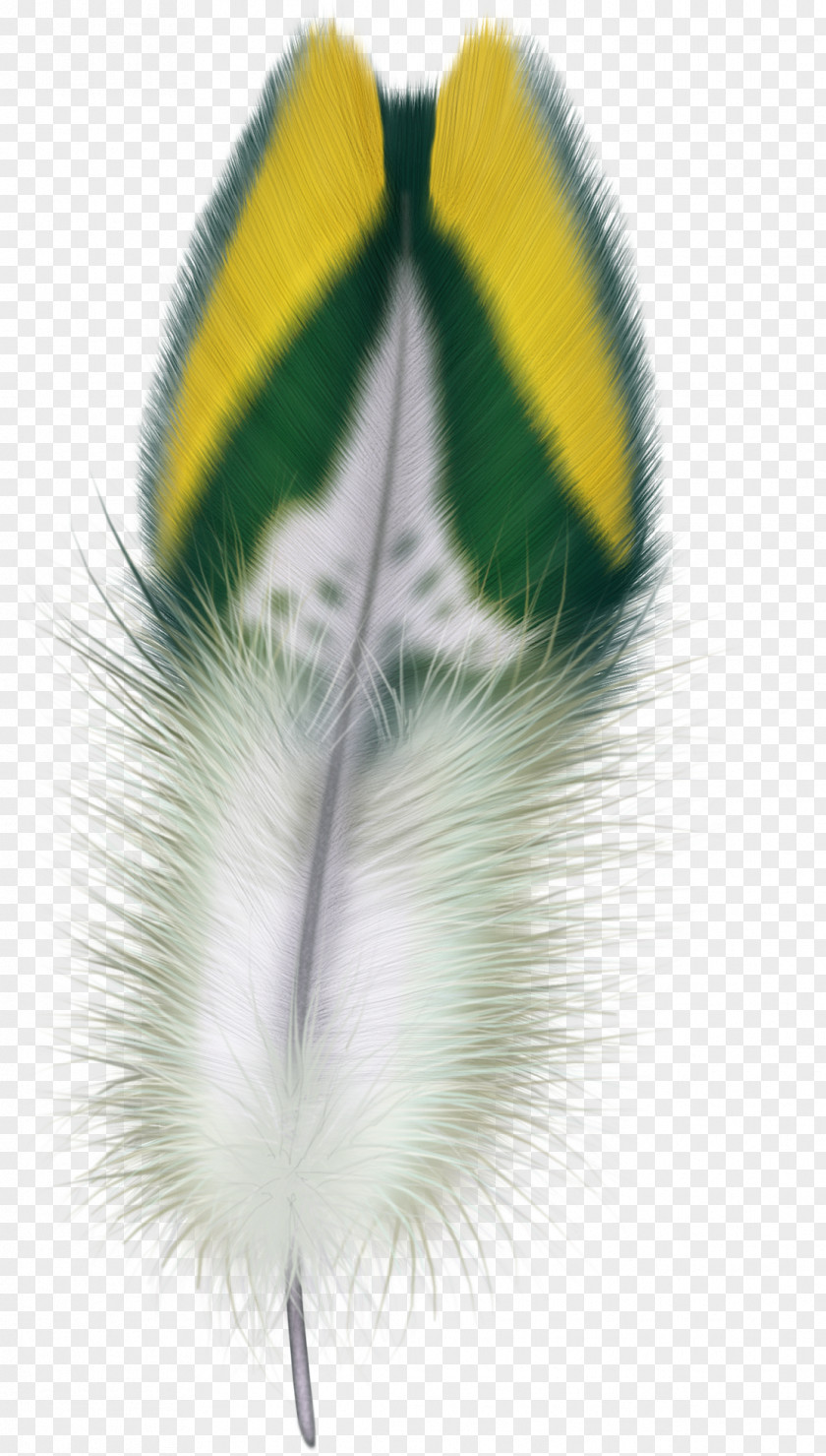 Feather Car Wing Beak Laptop PNG