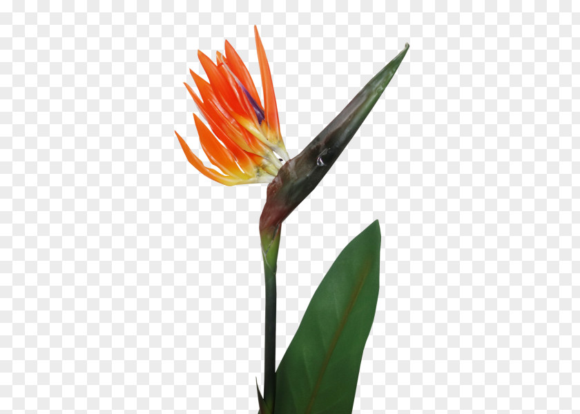 Flower Bird Of Paradise Bird-of-paradise Plant Stem PNG