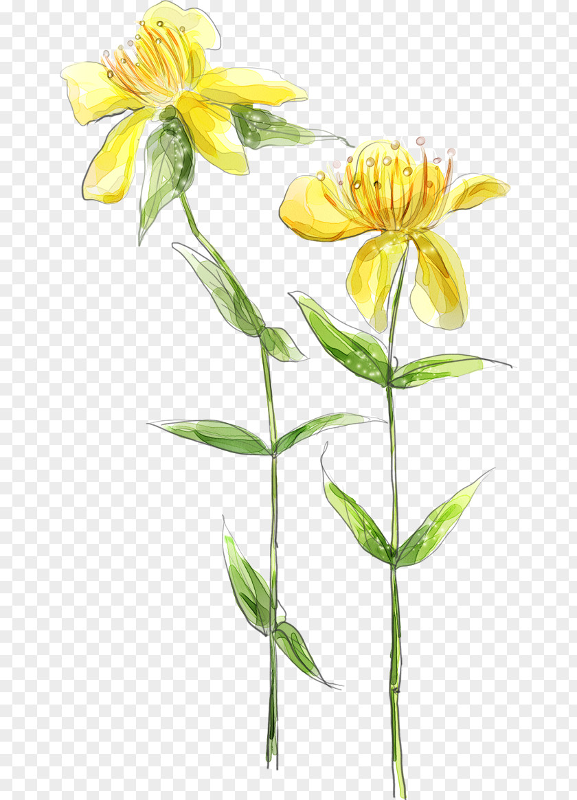 Flower Plant Yellow Petal Stem PNG