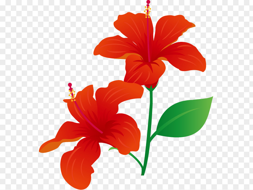 Flower Rosemallows Petal Plant Stem Clip Art PNG