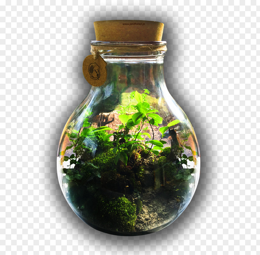 Forest Child Glass Bottle Ecosystem PNG