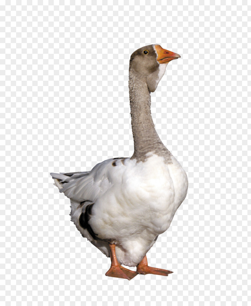 Neck Livestock Bird Goose Water Beak Duck PNG