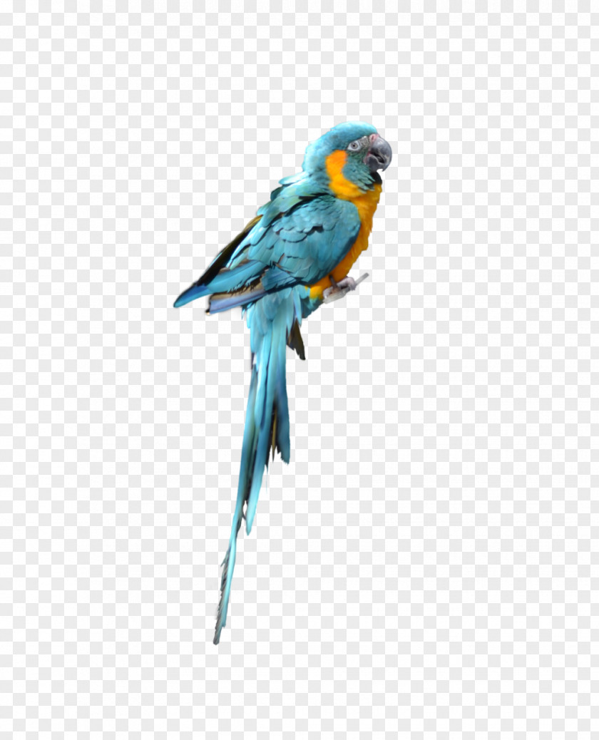 Parrot Bird Budgerigar Parakeet PNG