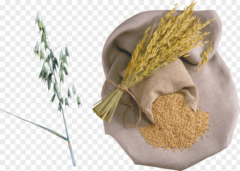 Wheat Rice Porridge Caryopsis Organic Food PNG