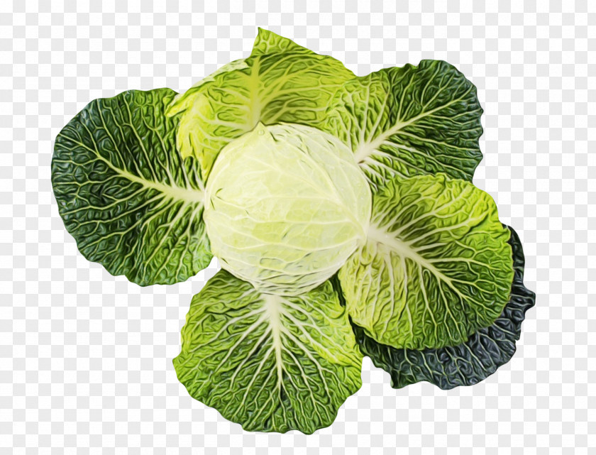 Brassica Leaf Vegetable Vegetables Cartoon PNG