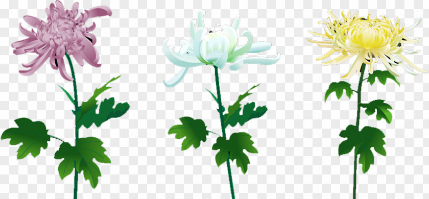 Chrysanthemum Floral Design Daisy Family Cut Flowers SWF PNG
