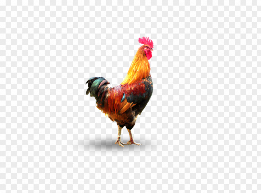 Cock Rooster Chicken Duck Domestic Goose Poultry PNG