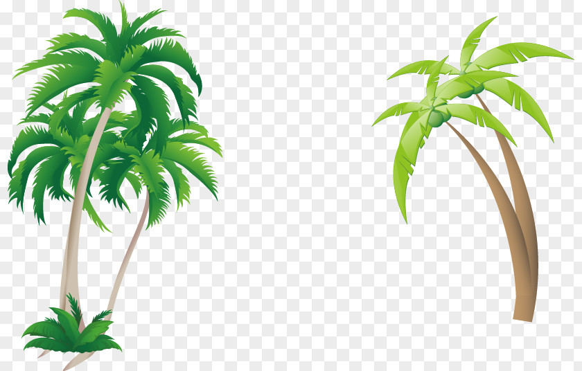 Great Fresh Coconut Arecaceae PNG