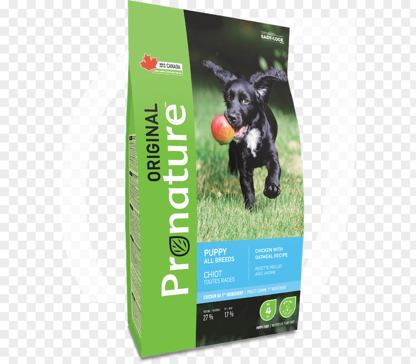 Hen Species Puppy Dog Breed Cat Food PNG