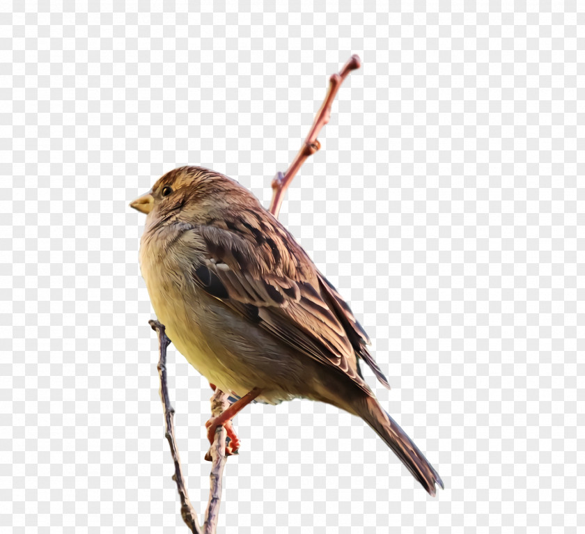 House Sparrow Birds Finch Ortolan Bunting Old World PNG