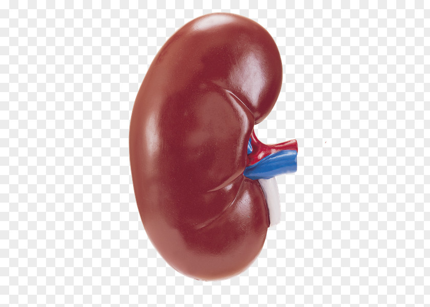 Kidney Failure Chronic Disease Organ Acute Injury PNG failure kidney disease injury, Anatomia clipart PNG