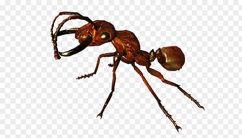 Red Imported Fire Ant Fallout 4: Nuka-World 3 Fallout: New Vegas PNG