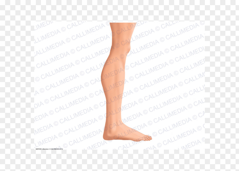 Thigh Calf Knee Ankle Hip PNG Hip, arm clipart PNG