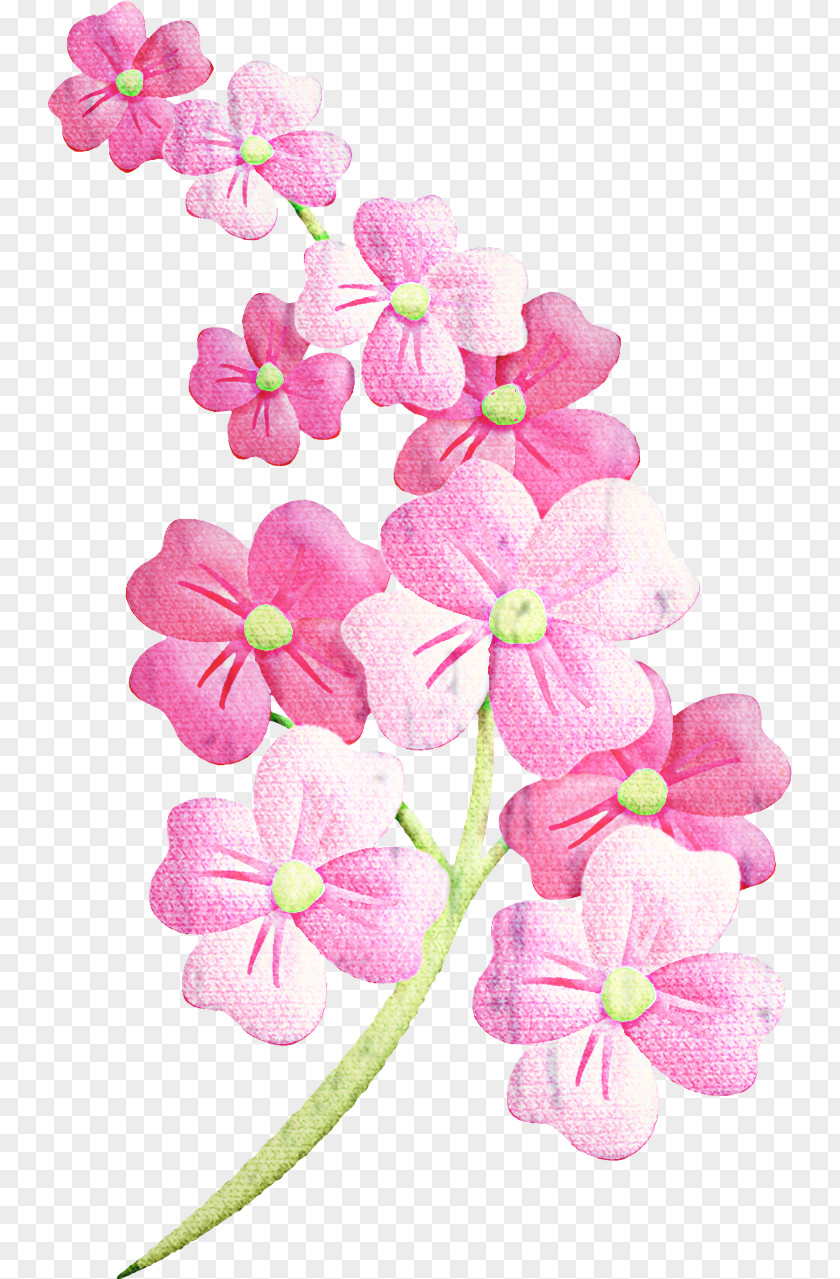 Cornales Hydrangea Cherry Blossom Cartoon PNG