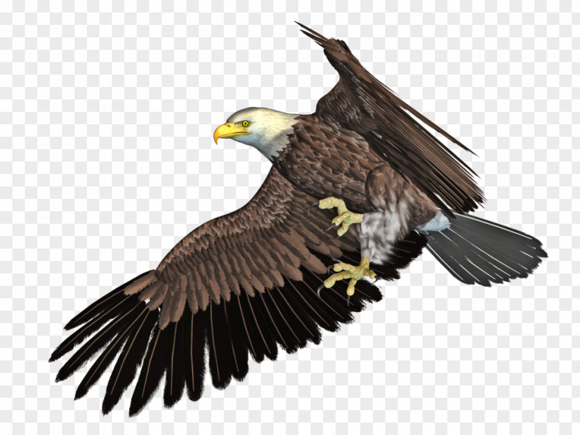 Eagle Bird DeviantArt PNG