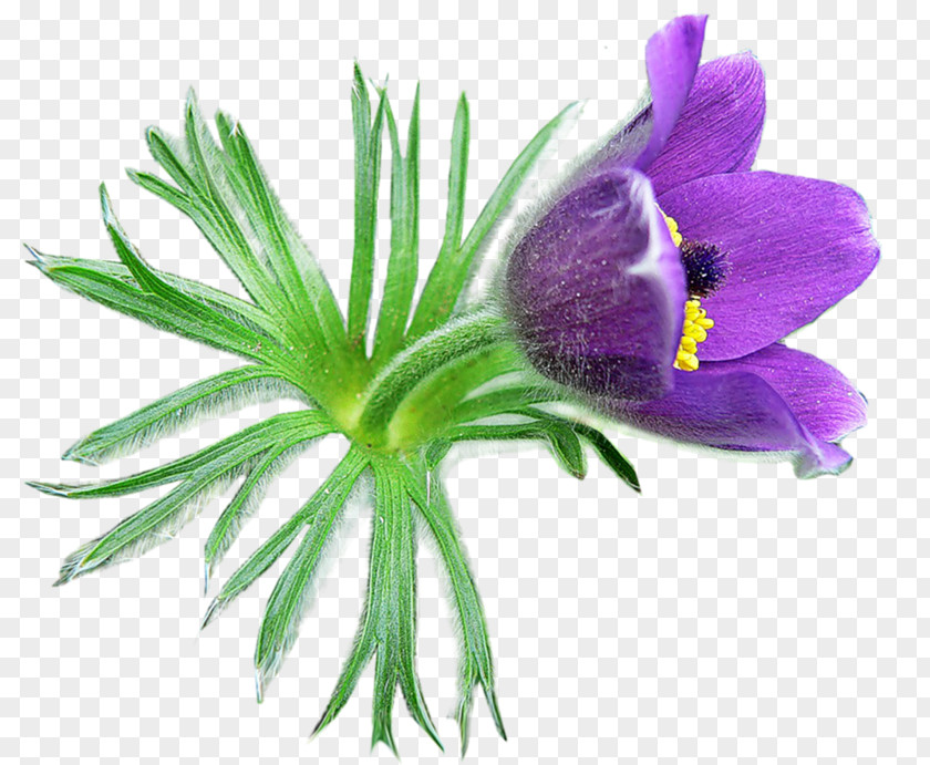 Flower Eastern Pasqueflower Crocus Clip Art PNG