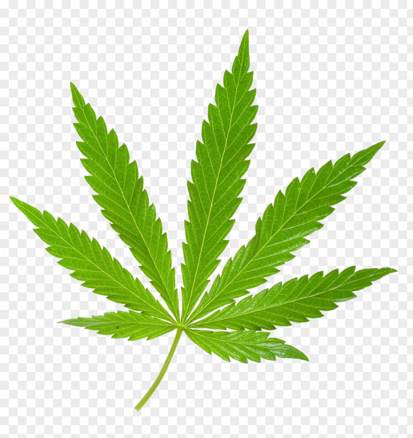 Indian Cannabis Leaves Medical Leaf Sativa Stock Photography PNG