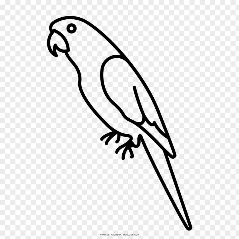 Macaw Amazon Parrot Parrots Drawing Coloring Book PNG