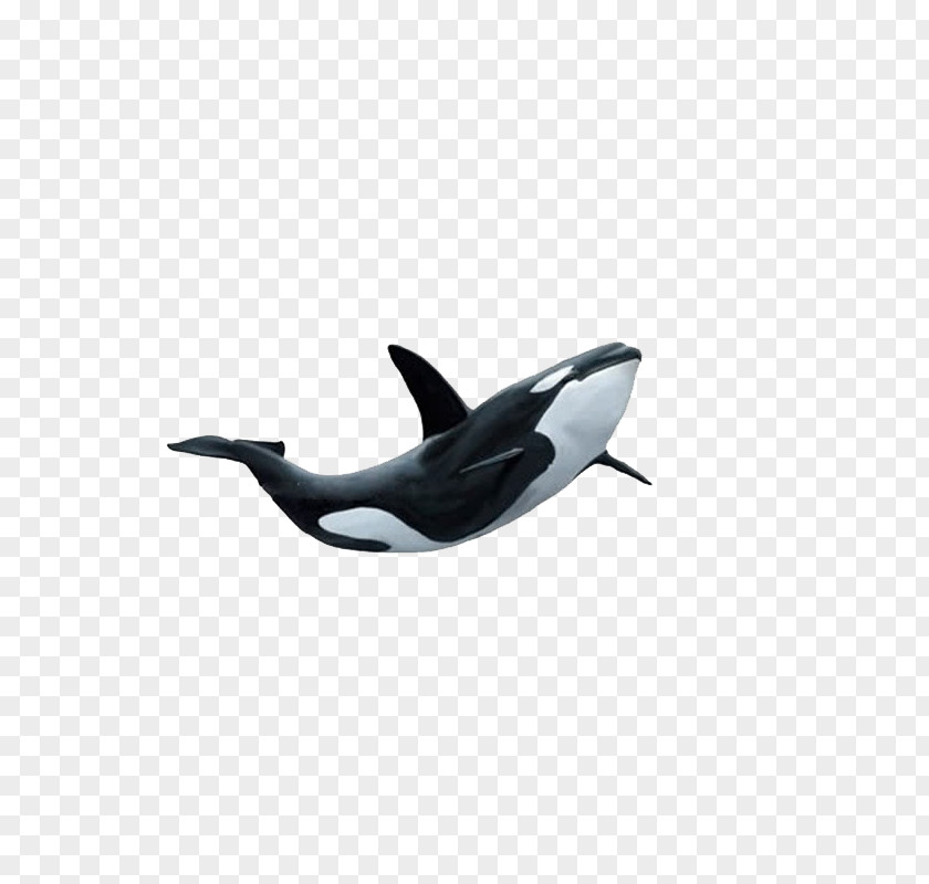 Shark Petits Contes Illustrxe9s LES CENT PREMIERS MOTS EN ANGLAIS AUTOCOLLANTS Marine Mammal DeviantArt PNG