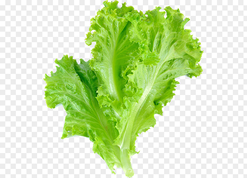 Vegetable Romaine Lettuce Leaf Salad PNG