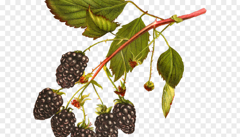 Blackberry White Clip Art Fruit PNG